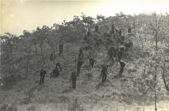 산림녹화_1970년대.jpg